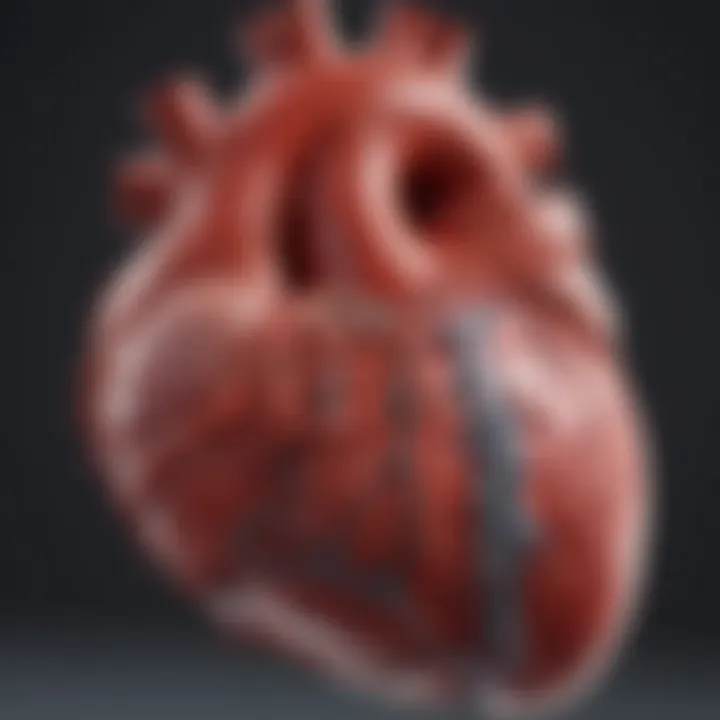 3D Anatomy of the Heart Summary