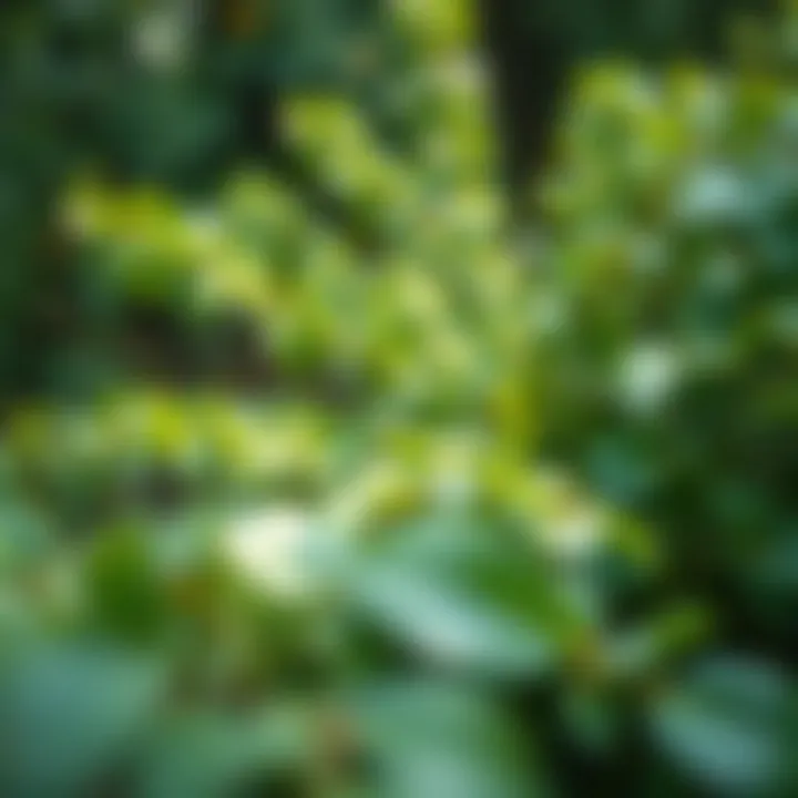 Magnificent Controlling Japanese Knotweed: A Comprehensive Guide