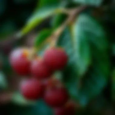 Magnificent Fresh Mulberry Leaves: A Comprehensive Examination Magnificent Fresh Mulberry Leaves: A Comprehensive Examination