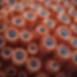Illustration of different types of polyps