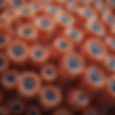 Illustration of different types of polyps