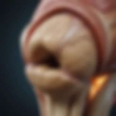 Understanding Knee Cartilage Anatomy Anatomy of knee cartilage highlighting its structure and functionality