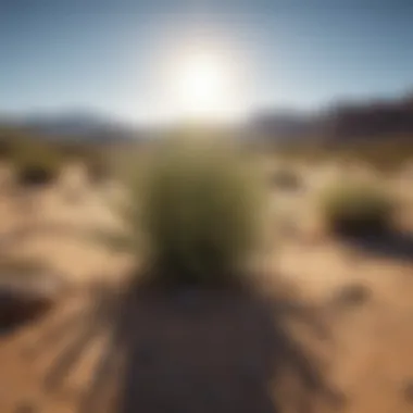 Climate Change Effects on Desert Vegetation Impact of climate change on desert vegetation