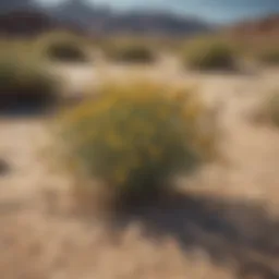 Diverse desert weed species showcasing unique adaptations