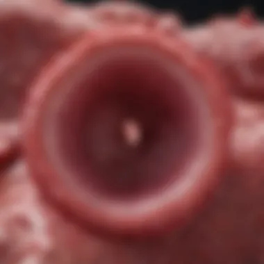 Sinusoidal Endothelium in Hepatic Function Illustration of the sinusoidal endothelium and its role in liver tissue.