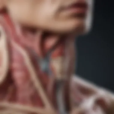 Anatomy of the Esophagus Illustration depicting the anatomy of the esophagus