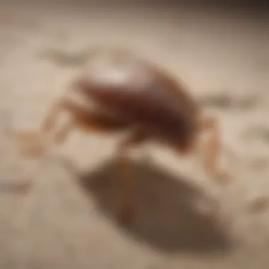 Illustration of bed bug resistance patterns