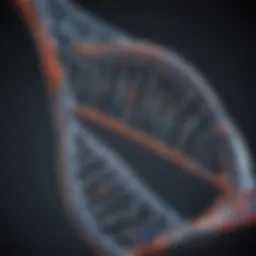 Biotinylated DNA probe structure representation