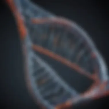 Structure of Biotinylated DNA Probes Biotinylated DNA probe structure representation