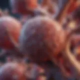 Microscopic view of bone marrow stromal cells