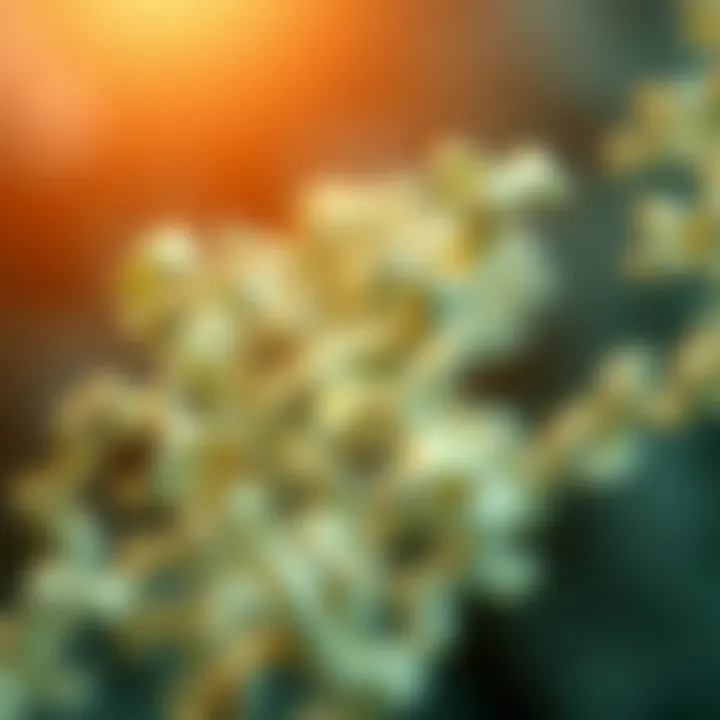 Structural representation of CD 5 protein.