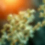 Structural Characteristics of CD 5 Structural representation of CD 5 protein.