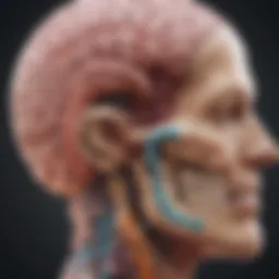 Illustration of the cerebral pontine angle anatomy