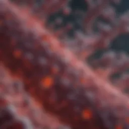 Detailed illustration of the CLL cellular environment