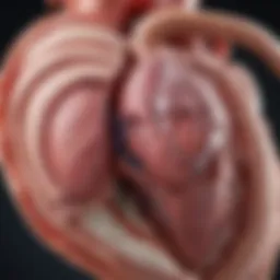 Illustration of left ventricular anatomy