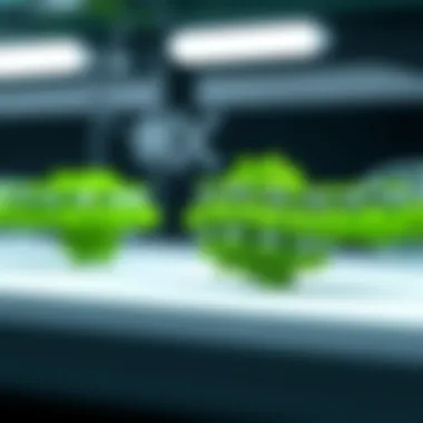 Membrane Integrity Analysis with Cellrox Green Detailed examination of membrane integrity using Cellrox Green.