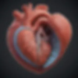 Diagram illustrating the anatomy of the right ventricle