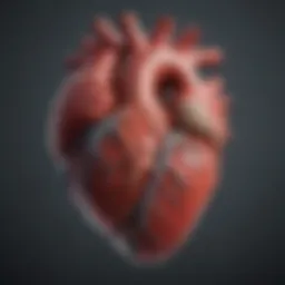 Visualization of cardiac structures during an echocardiogram