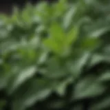 A close-up of stevia leaves showcasing their natural form and freshness
