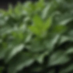 A close-up of stevia leaves showcasing their natural form and freshness