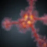 Illustration of the nitric oxide signaling pathway