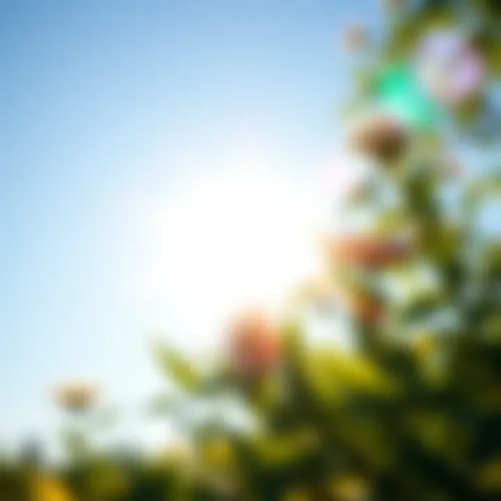 Sunlight and Vitamin D Synthesis Sunlight exposure benefits for vitamin D synthesis