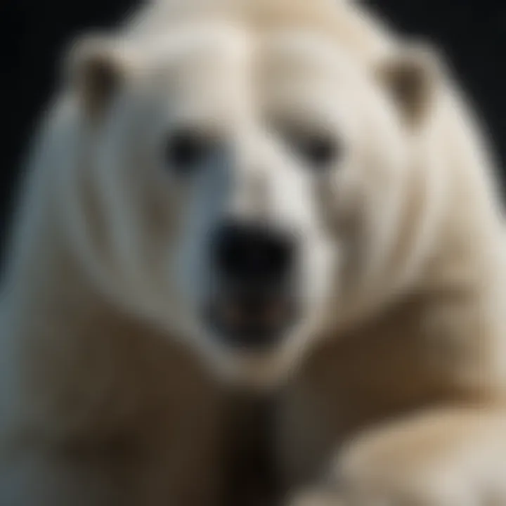 Conservation message illustrated through polar bear exhibition