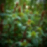 Controlling Japanese Knotweed: A Comprehensive Guide Introduction