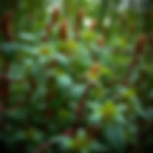 Controlling Japanese Knotweed: A Comprehensive Guide Introduction