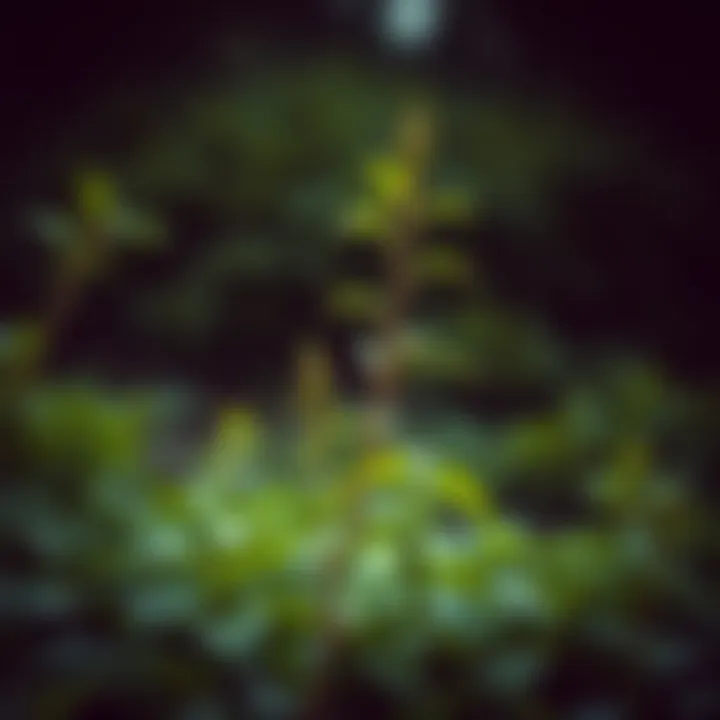 Controlling Japanese Knotweed: A Comprehensive Guide Summary