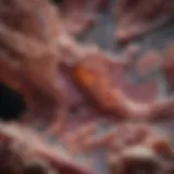 Microscopic View of Pulmonary Fibrosis Lung tissue under microscope showcasing fibrotic changes