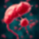 An illustration of insulin-producing pancreatic beta cells