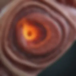 Ultrasound image of the echogenic liver