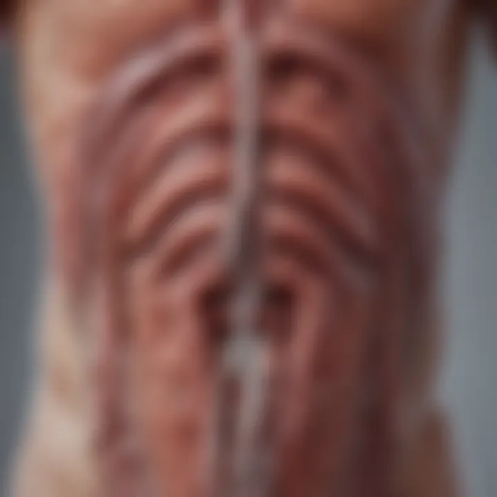 An anatomical diagram of blood flow in the male reproductive system