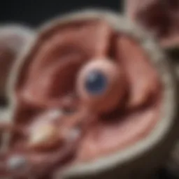 Detailed illustration of kidney anatomy highlighting stone formation areas