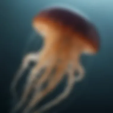 A striking image of a jellyfish undergoing a transformation into a different form