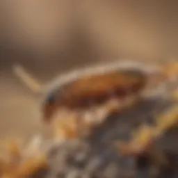 A close-up view of arid springtails in their natural habitat, showcasing their unique adaptations to dry conditions.