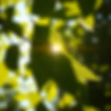 Sunlight filtering through leaves, symbolizing natural vitamin D sources.