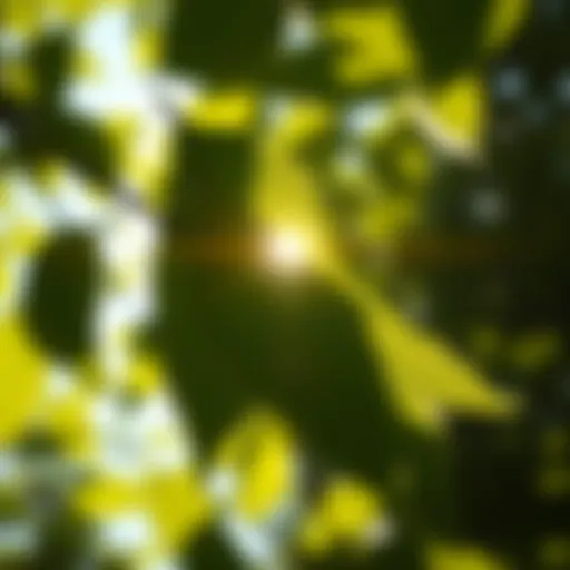 Sunlight filtering through leaves, symbolizing natural vitamin D sources.