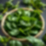 A vibrant bowl of fresh spinach leaves with a sprinkle of salt and pepper.
