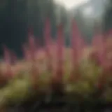 Close-up of Heather plants in a natural setting, showcasing their unique floral characteristics.