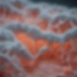 Detailed illustration of Candida structure
