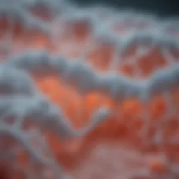 Detailed illustration of Candida structure