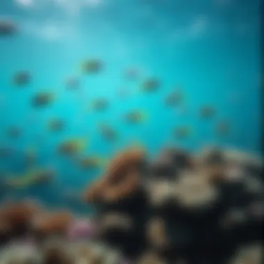 Vibrant Marine Ecosystem A vibrant marine ecosystem showcasing diverse fish species and coral reefs.