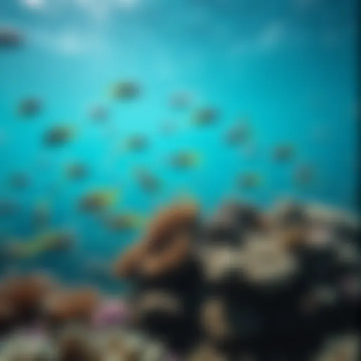 Vibrant Marine Ecosystem A vibrant marine ecosystem showcasing diverse fish species and coral reefs.