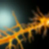 Diagram illustrating nerve regeneration pathways