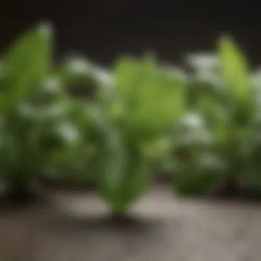 Nutritional Information of Basil Collage of basil leaves with nutritional information overlay