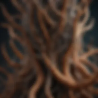 Intricate Structure of the Orca Root Enhancer Detailed structure of the Orca root enhancer