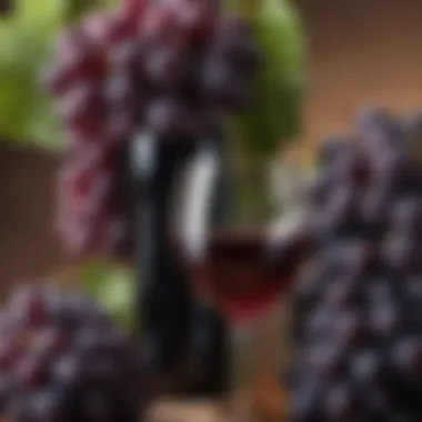 Illustration of grapes and red wine