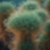 Close-up of Schizochytrium sp microalgae under a microscope